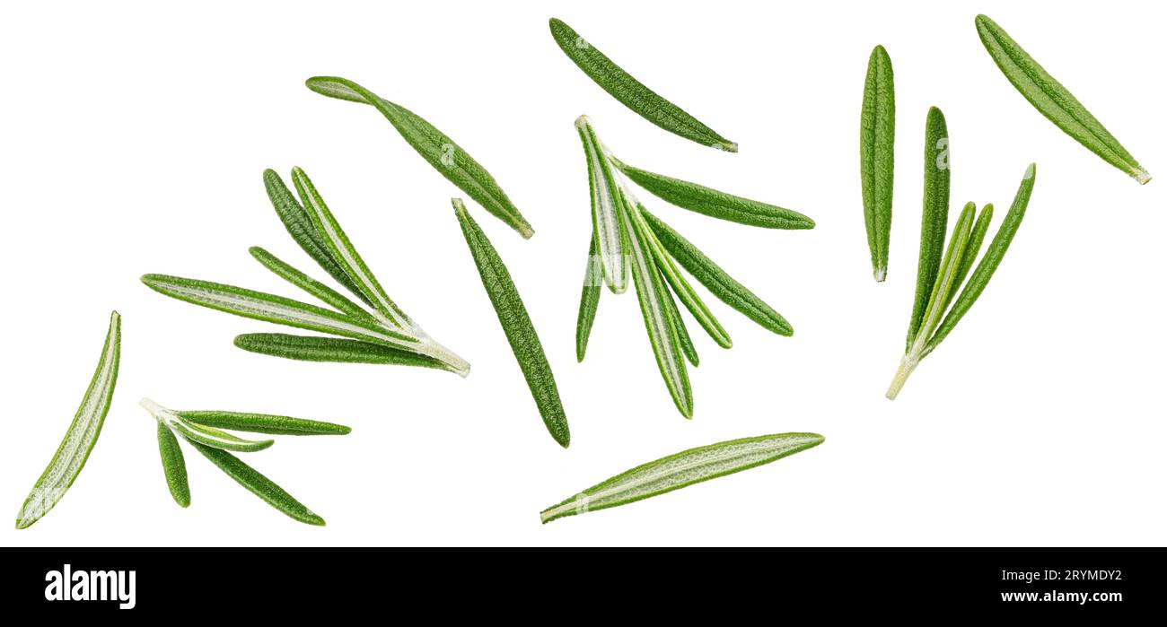 Falling rosemary leaves isolated on white background Stock Photo Alamy