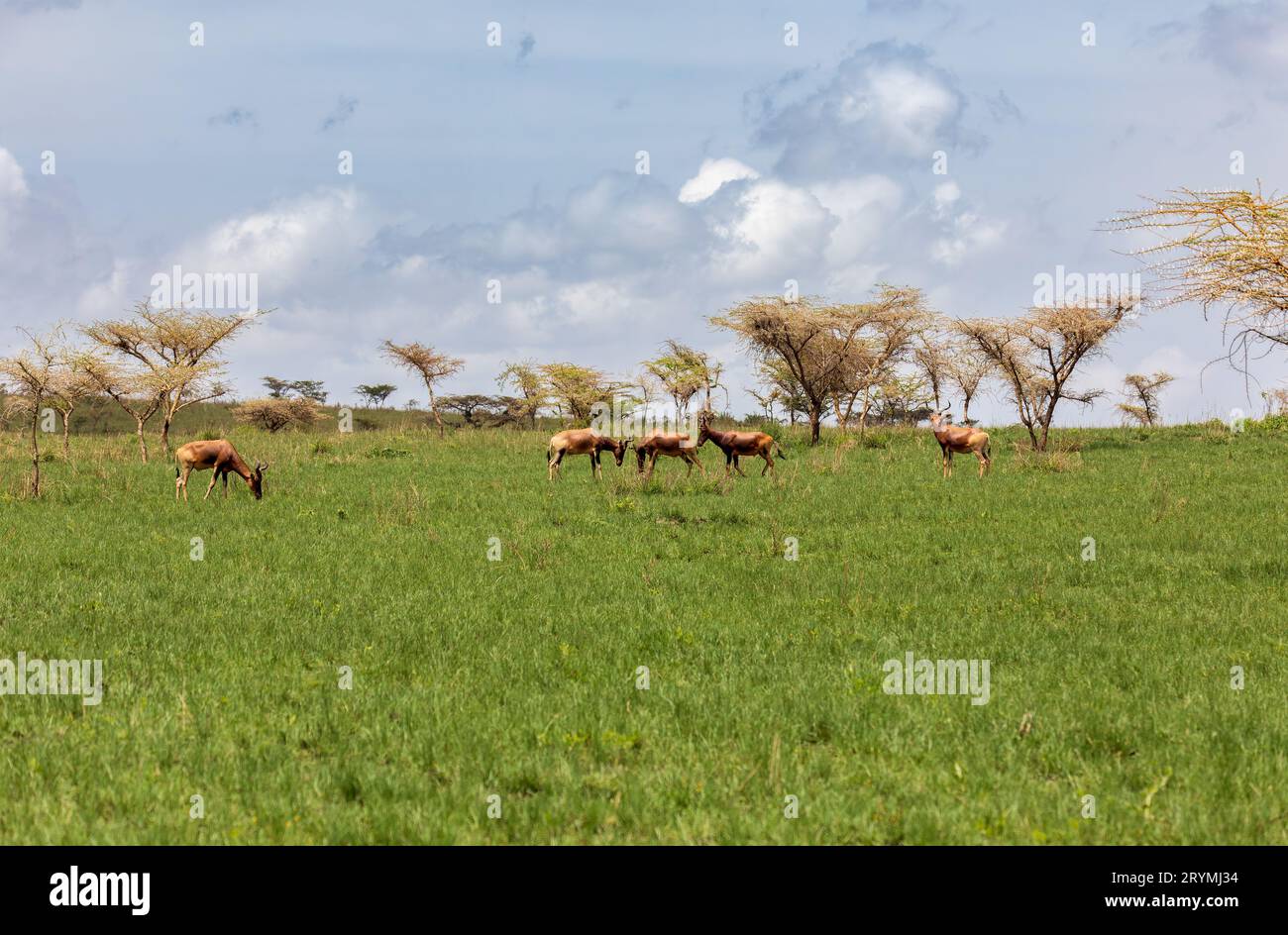 Swayne's Hartebeest, Alcelaphus buselaphus swaynei antelope, Senkelle Sanctuary Ethiopia wildlife Stock Photo