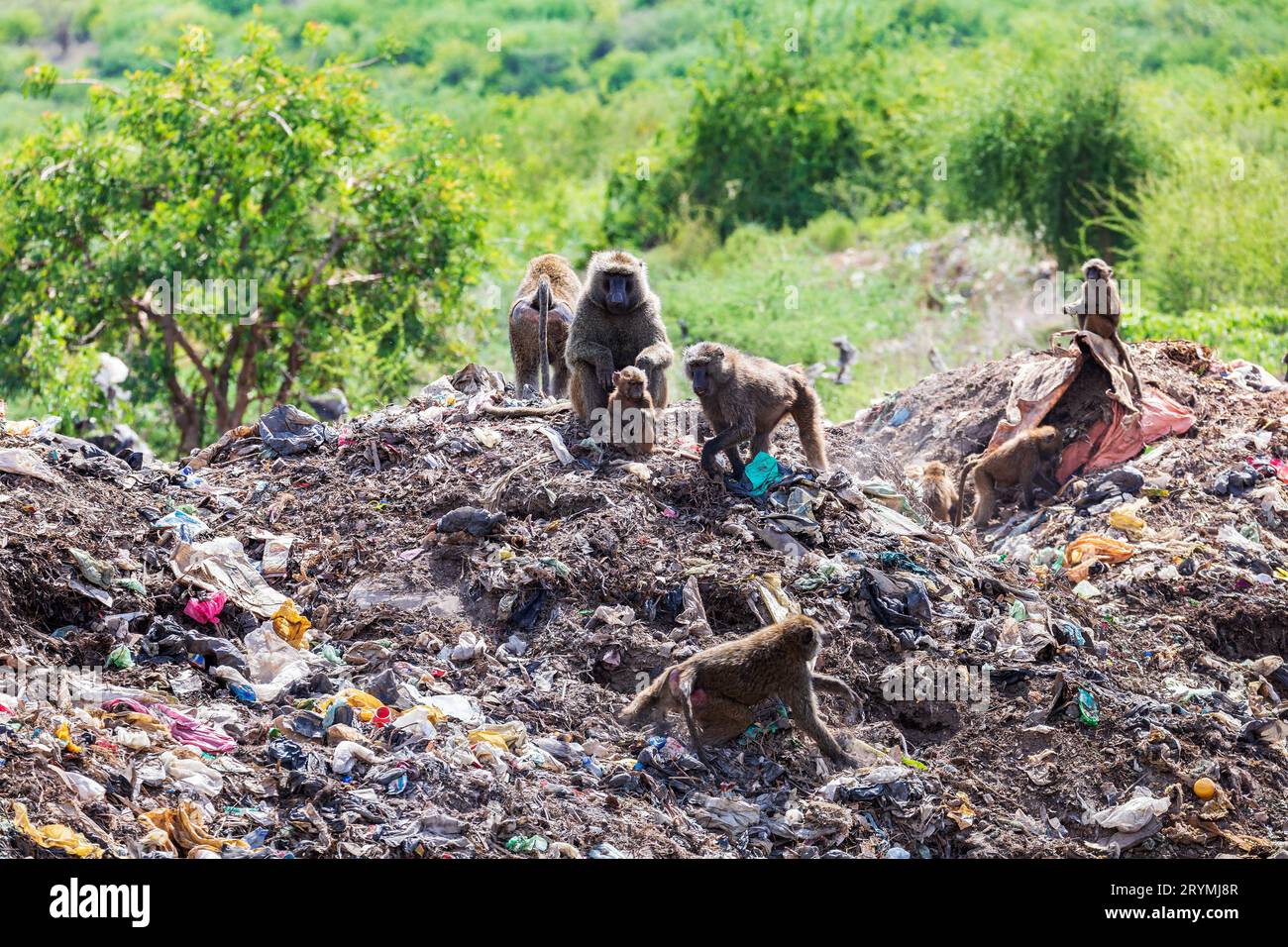 Chacma baboon, Papio ursinus. Monkeys are looking for food in a dump outside the city Arba Minch, Ethiopia wildlife animal Stock Photo