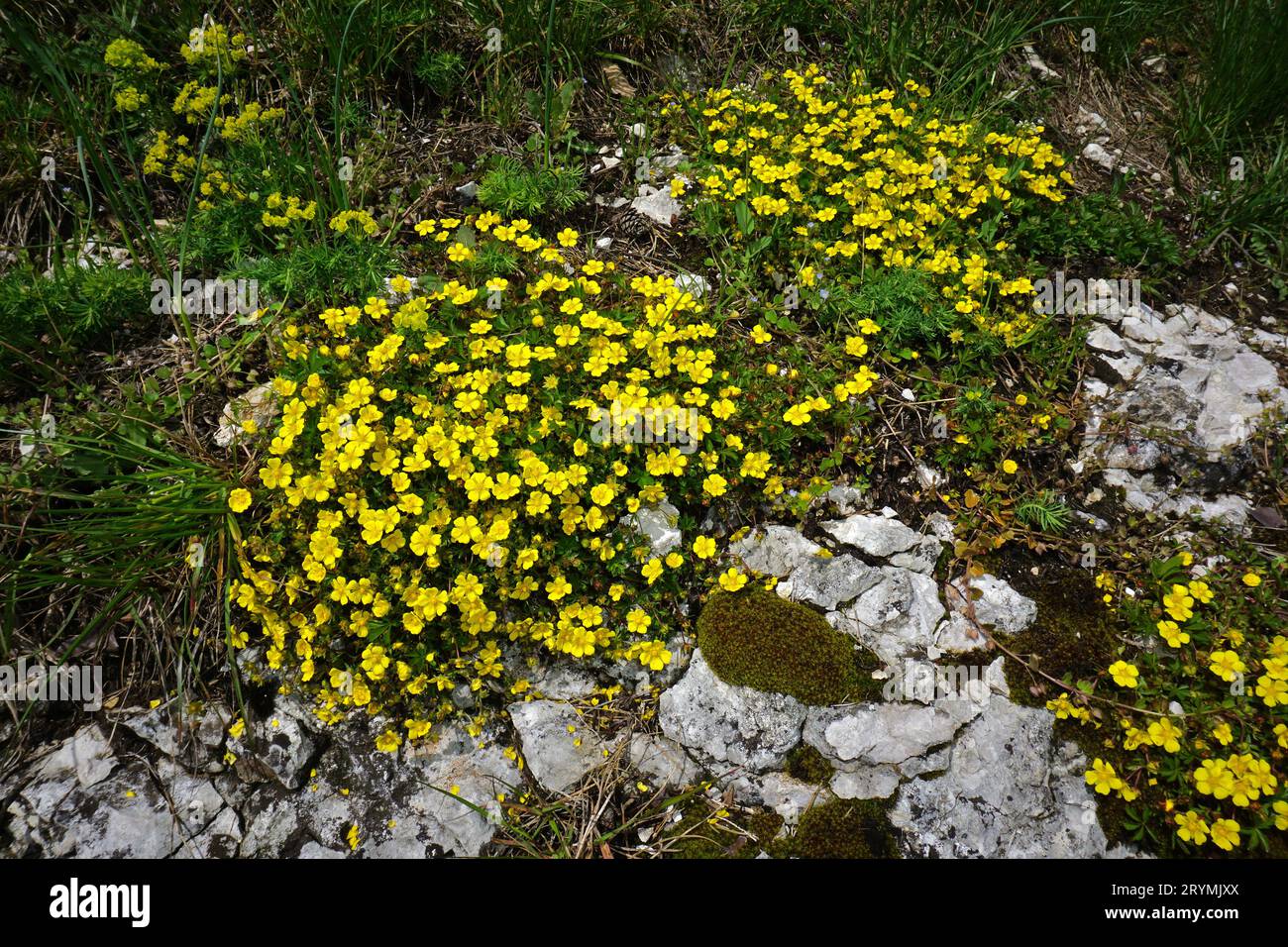 Spring cinquefoil; Potentilla verna; Stock Photo