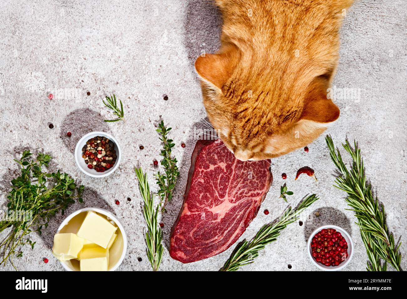 Cat eating steak sale