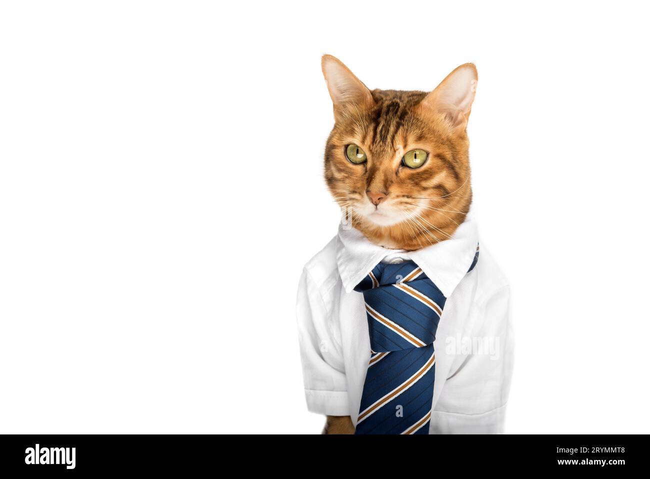 Business cat in a shirt with a tie on a white background Stock Photo