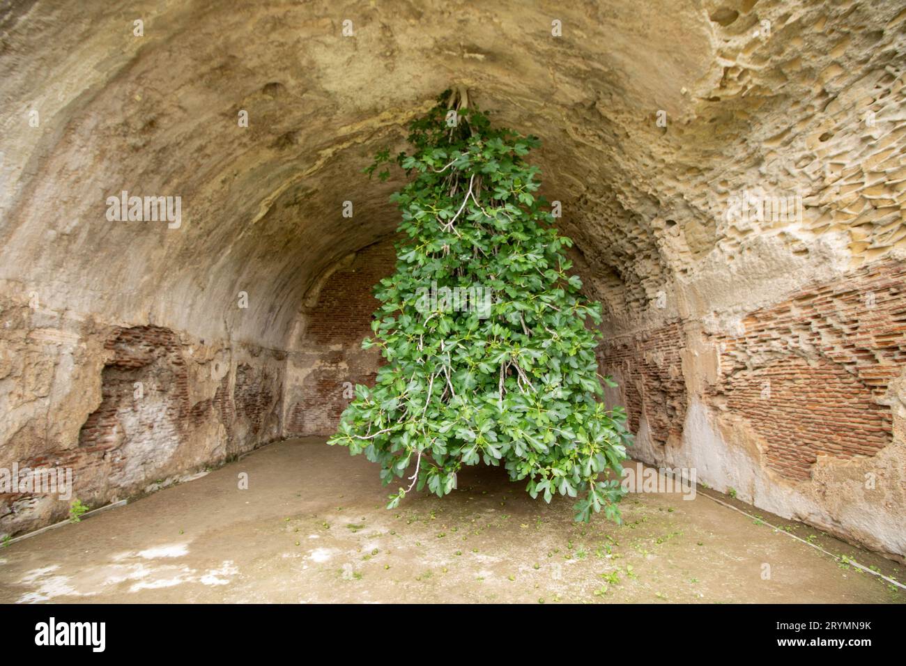 Upside-Down Fig Tree Bacoli, Italy Stock Photo