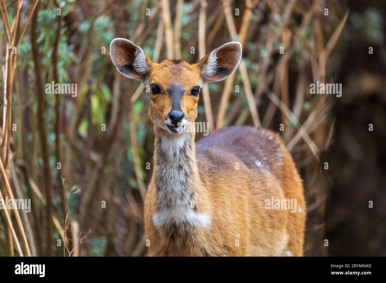Rare Menelik bushbuck, Ethiopia, Africa wildlife Stock Photo