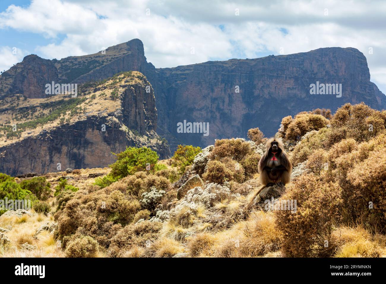 Endemic Gelada, Theropithecus gelada, in Simien mountain, Ethiopia wildlife Stock Photo