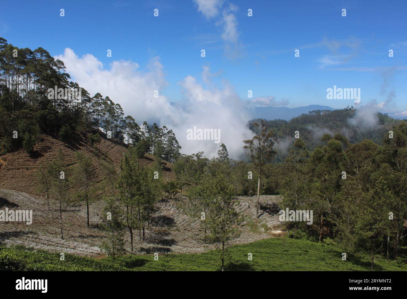 Photograpy in sri lanka hi-res stock photography and images - Alamy