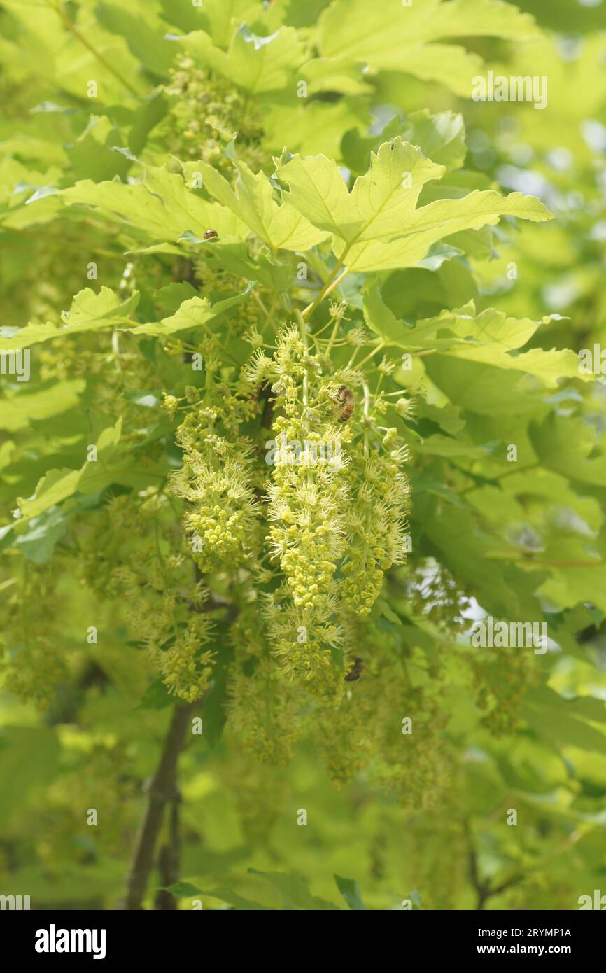 Acer pseudoplatanus, sycamore maple, flowers with bee Stock Photo