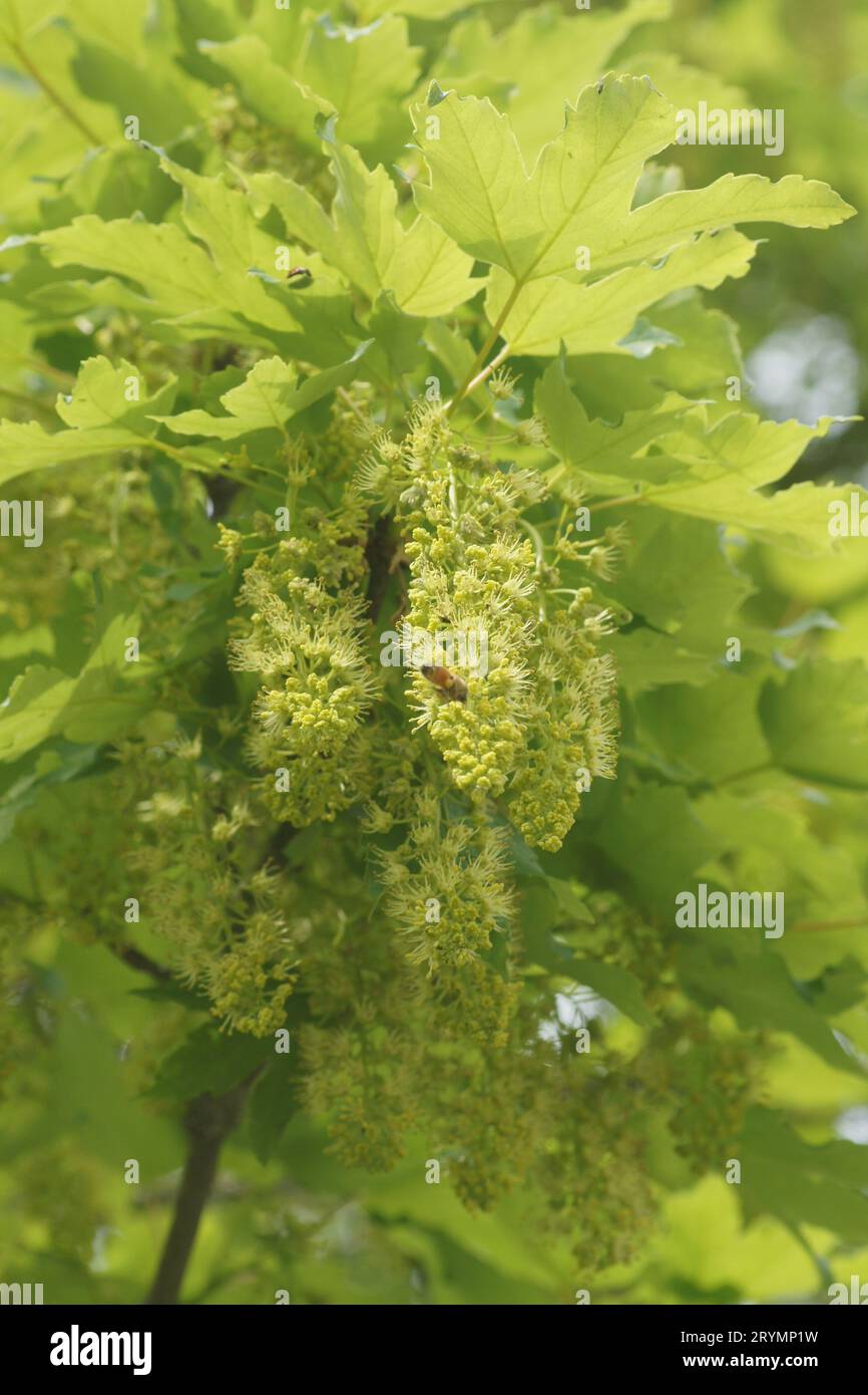 Acer pseudoplatanus, sycamore maple, flowers with bee Stock Photo