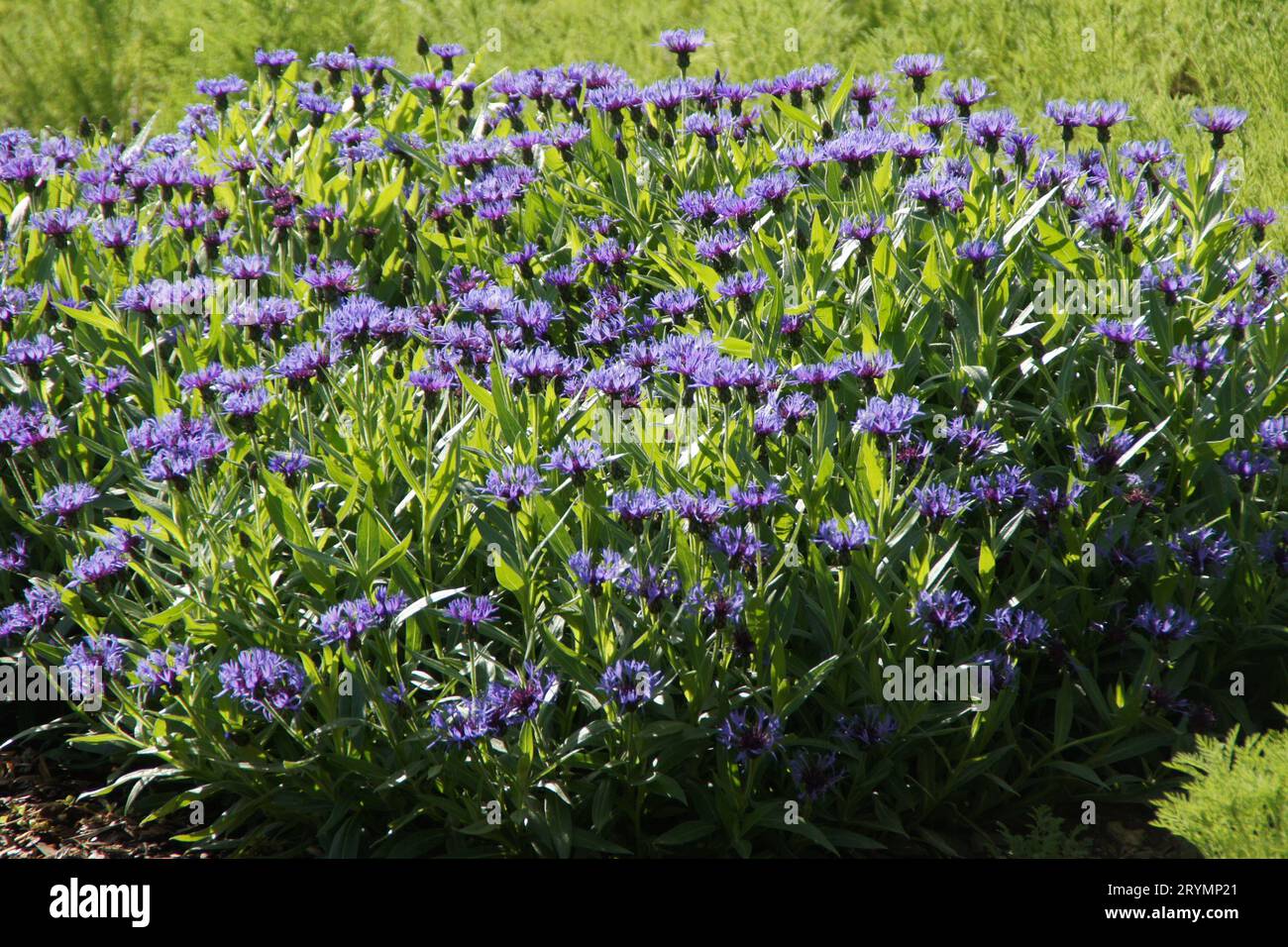 Centaurea montana, mountain cornflower Stock Photo - Alamy