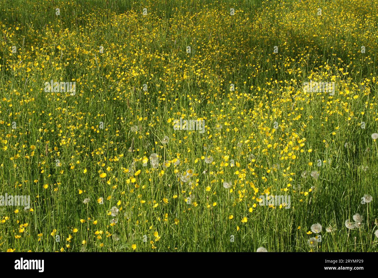 Ranunculus acris, meadow buttercup Stock Photo