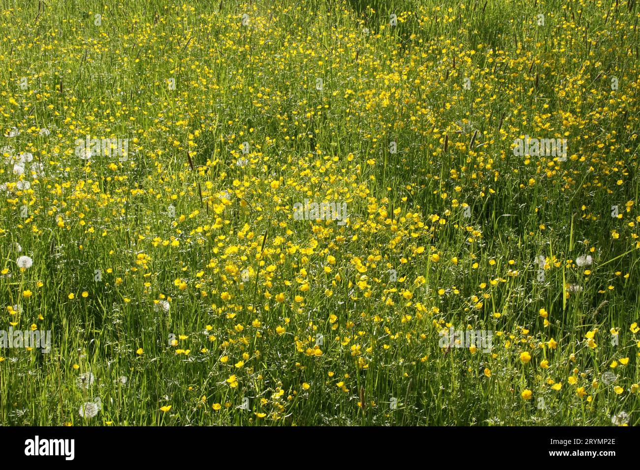 Ranunculus acris, meadow buttercup Stock Photo