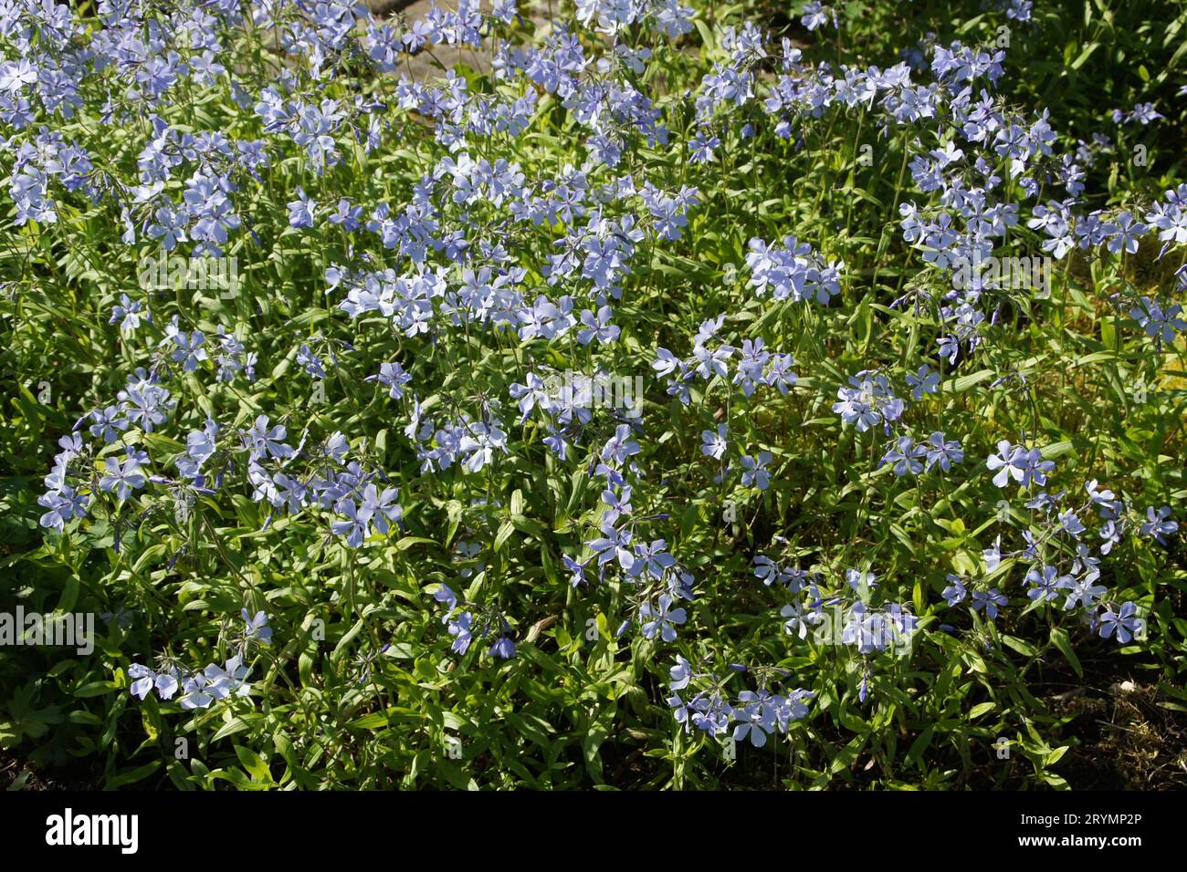 Phlox divaricata, wild blue phlox Stock Photo