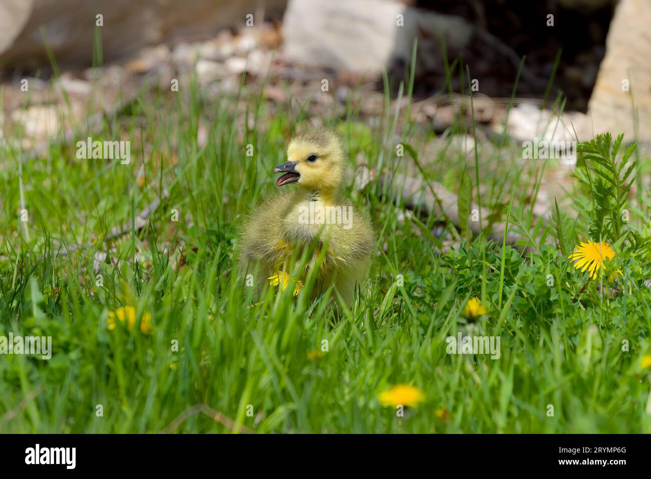 Canada goose - gosling (Branta canadensis) Stock Photo