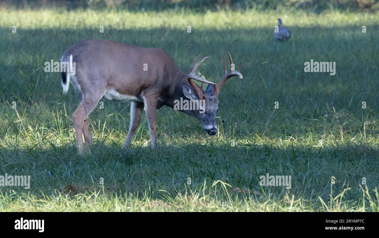 Large whitetail deer buck with an eight-point perfect antler rack Stock Photo