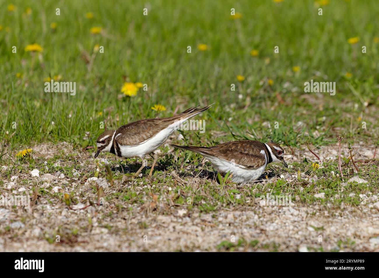 The  killdeer (Charadrius vociferus) Stock Photo