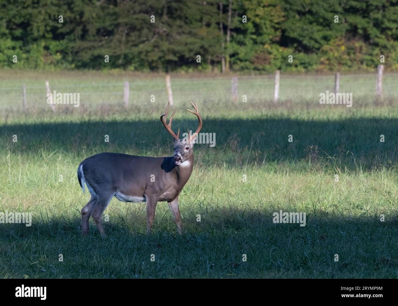 whitetail deer with a perfect 8-point rack in a filed of cases cove. Stock Photo