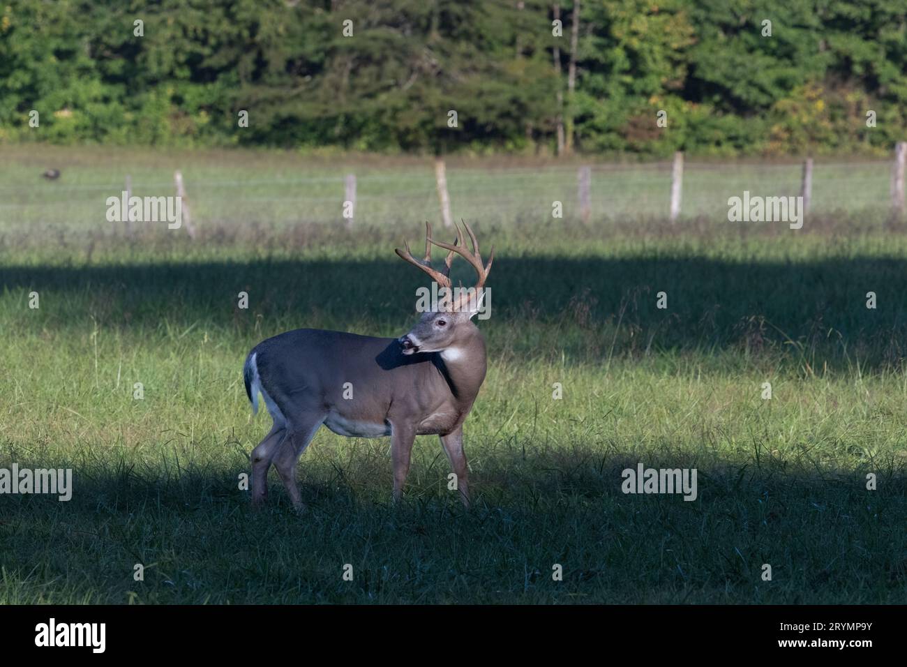 Large 8-point buck white tail deer in a field his head turned displaying his large antler rack. Stock Photo