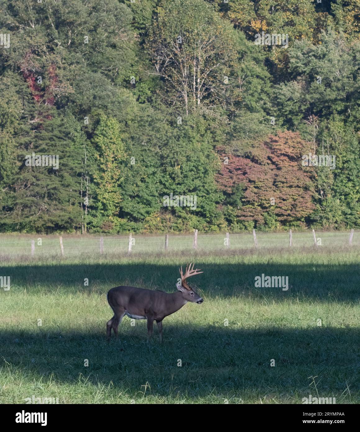 8-point white-tail deer buck in late September in a field grazing. Stock Photo