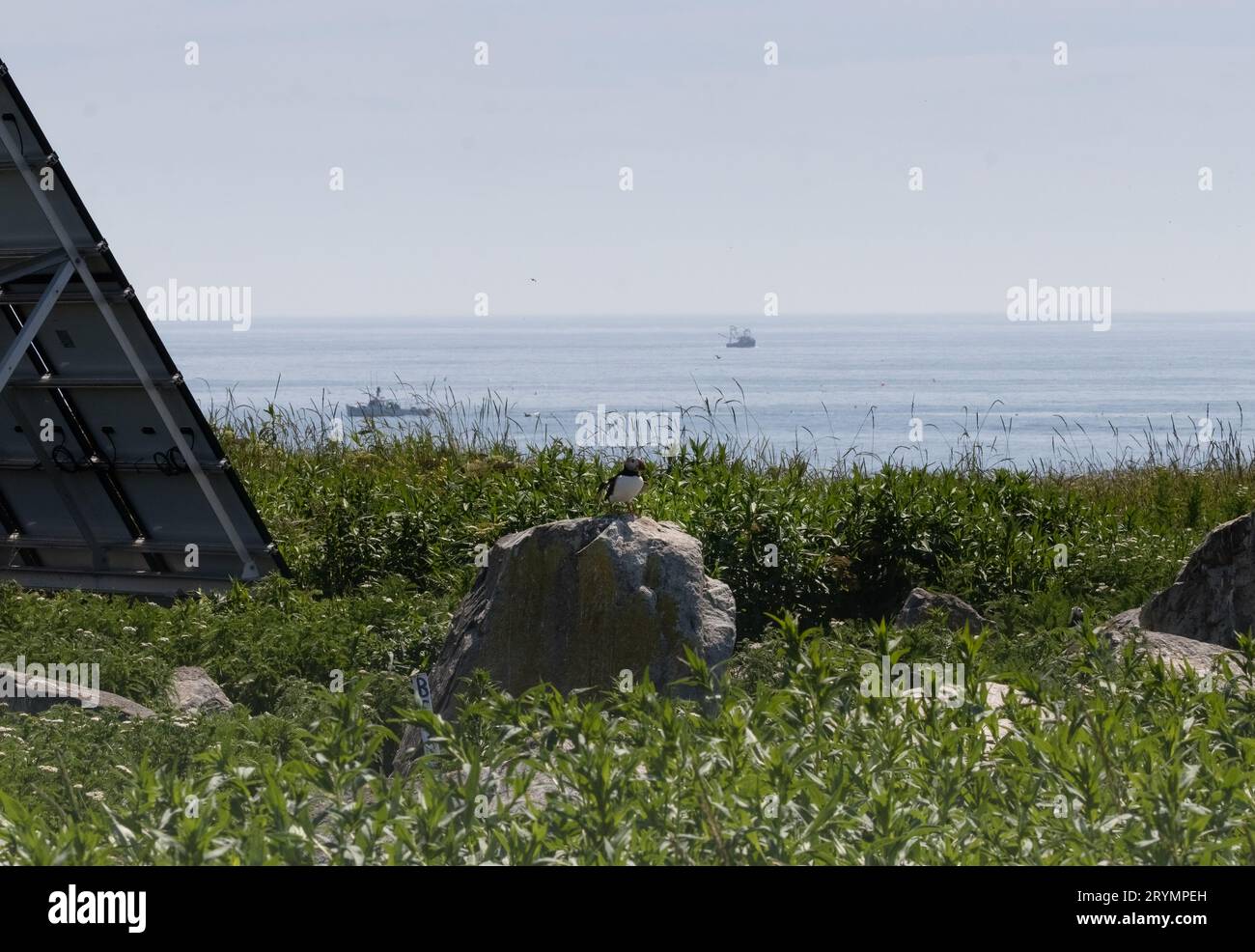 Puffins view from Machias Island out to sea with solar panels, rocks lobster fishing boats in the distance. Stock Photo
