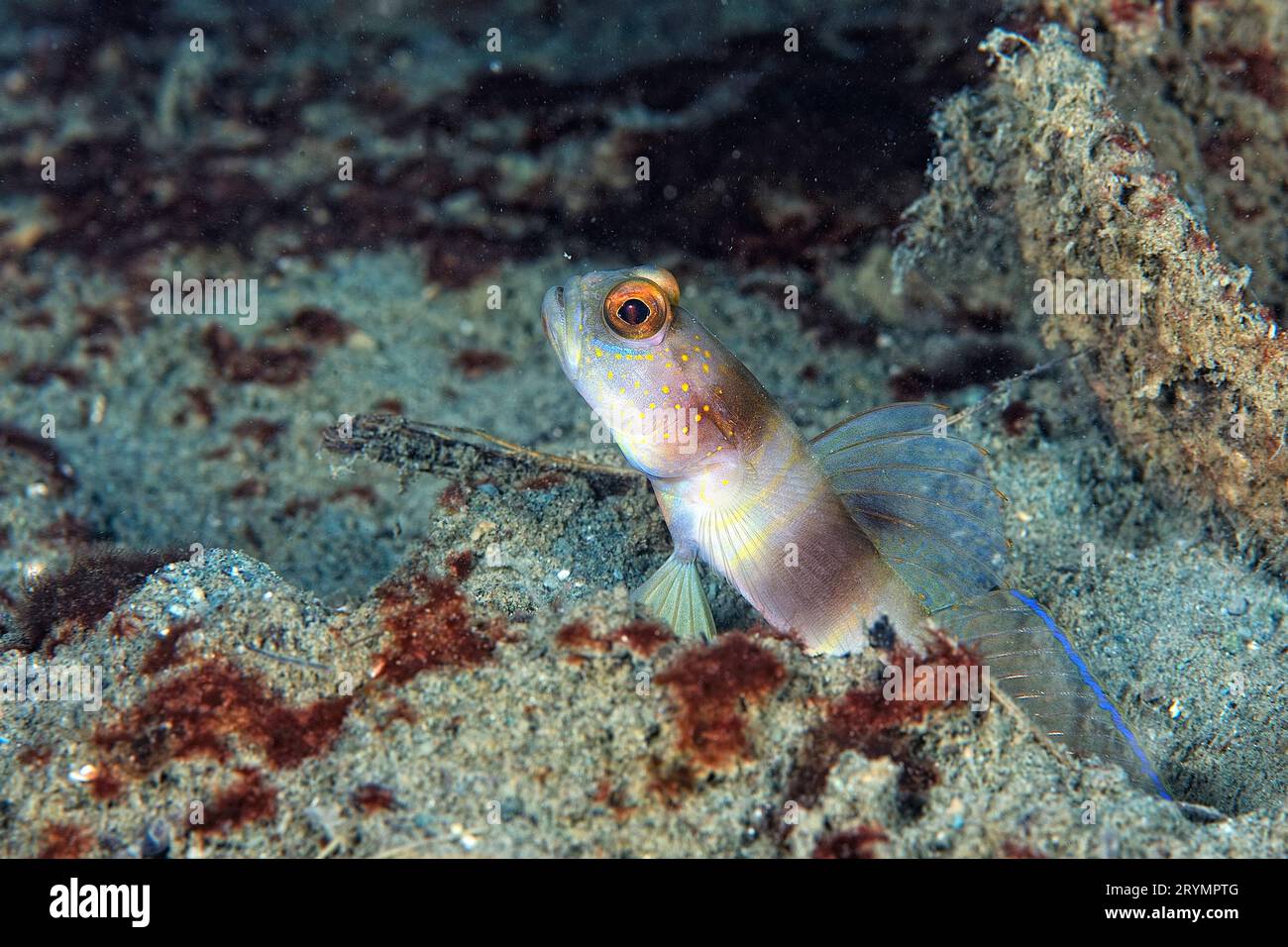 A picture of a broad banded shrimp goby Stock Photo