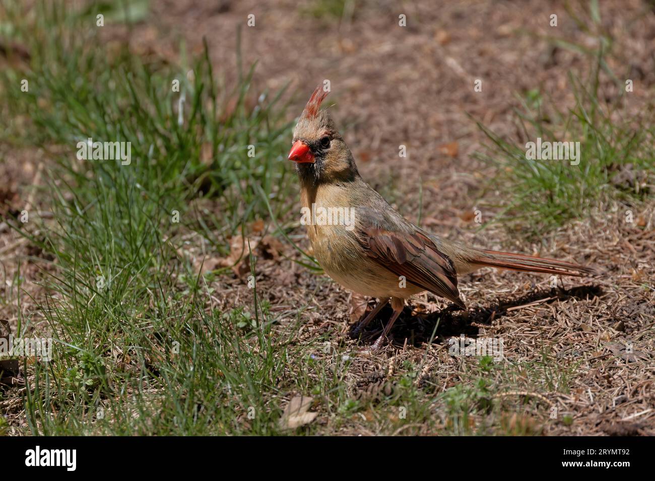 Northern Cardinal (Cardinalis cardinalis Stock Photo Alamy