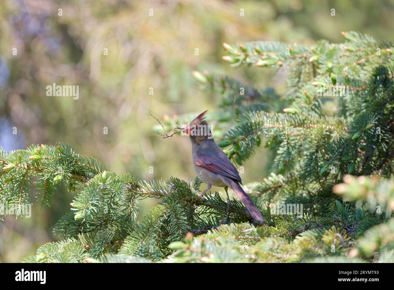 The female northern cardinal Stock Photo