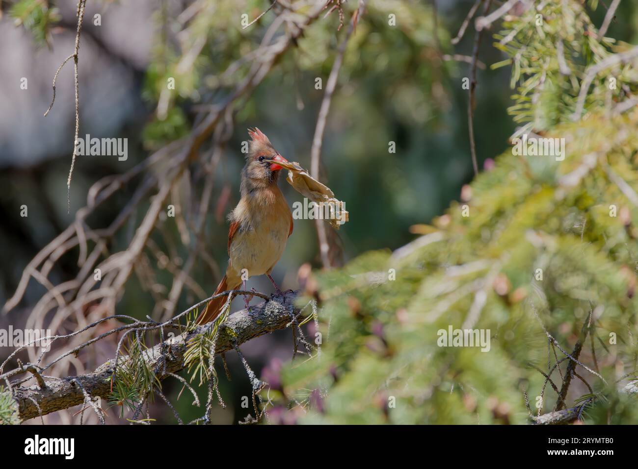 The female northern cardinal Stock Photo