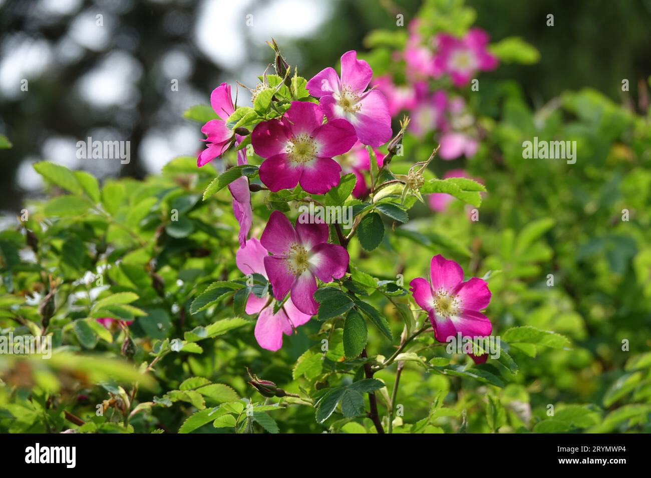 Rosa pendulina, alpine rose Stock Photo
