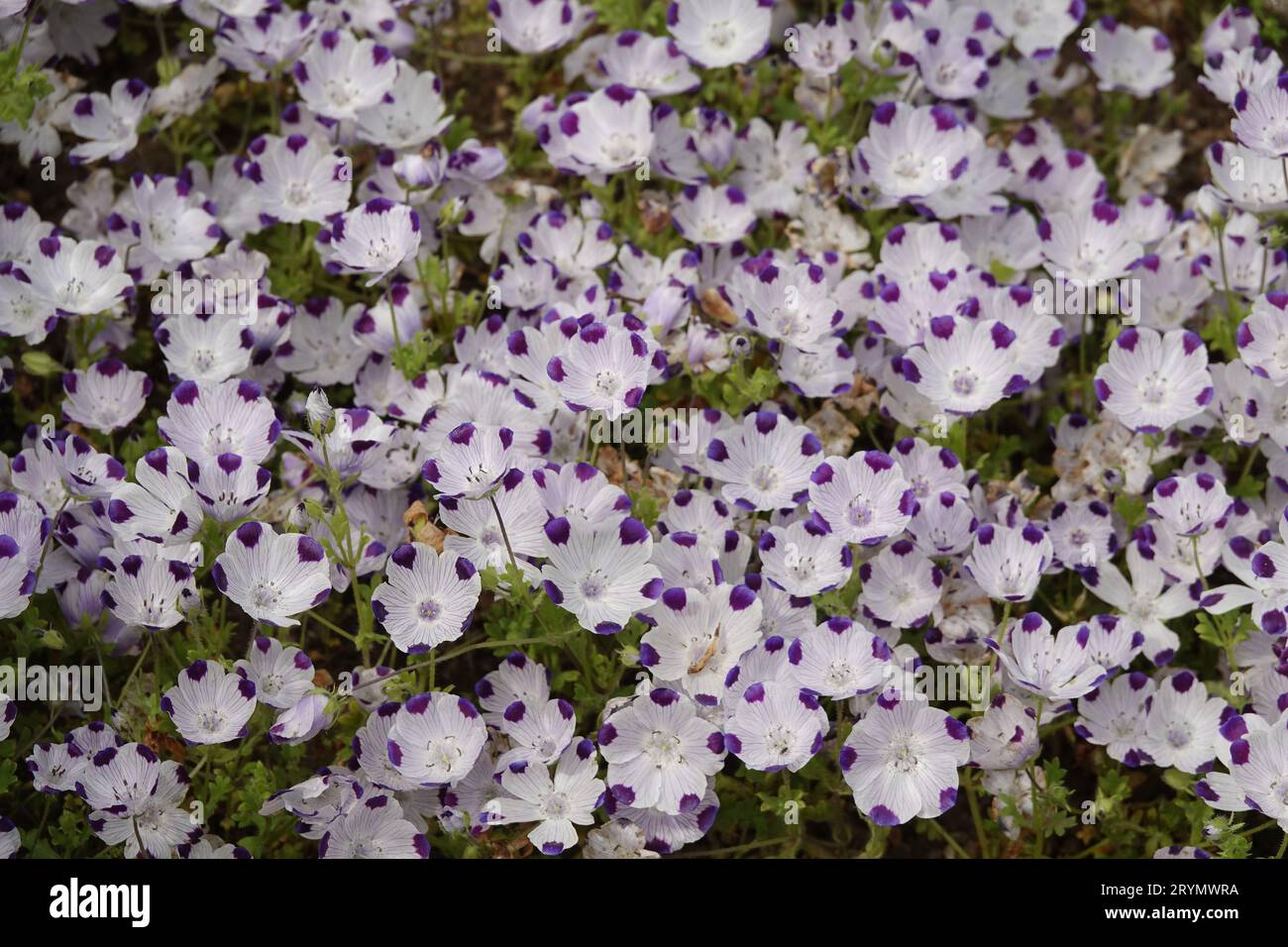 Nemophyla maculata, fivespot Stock Photo
