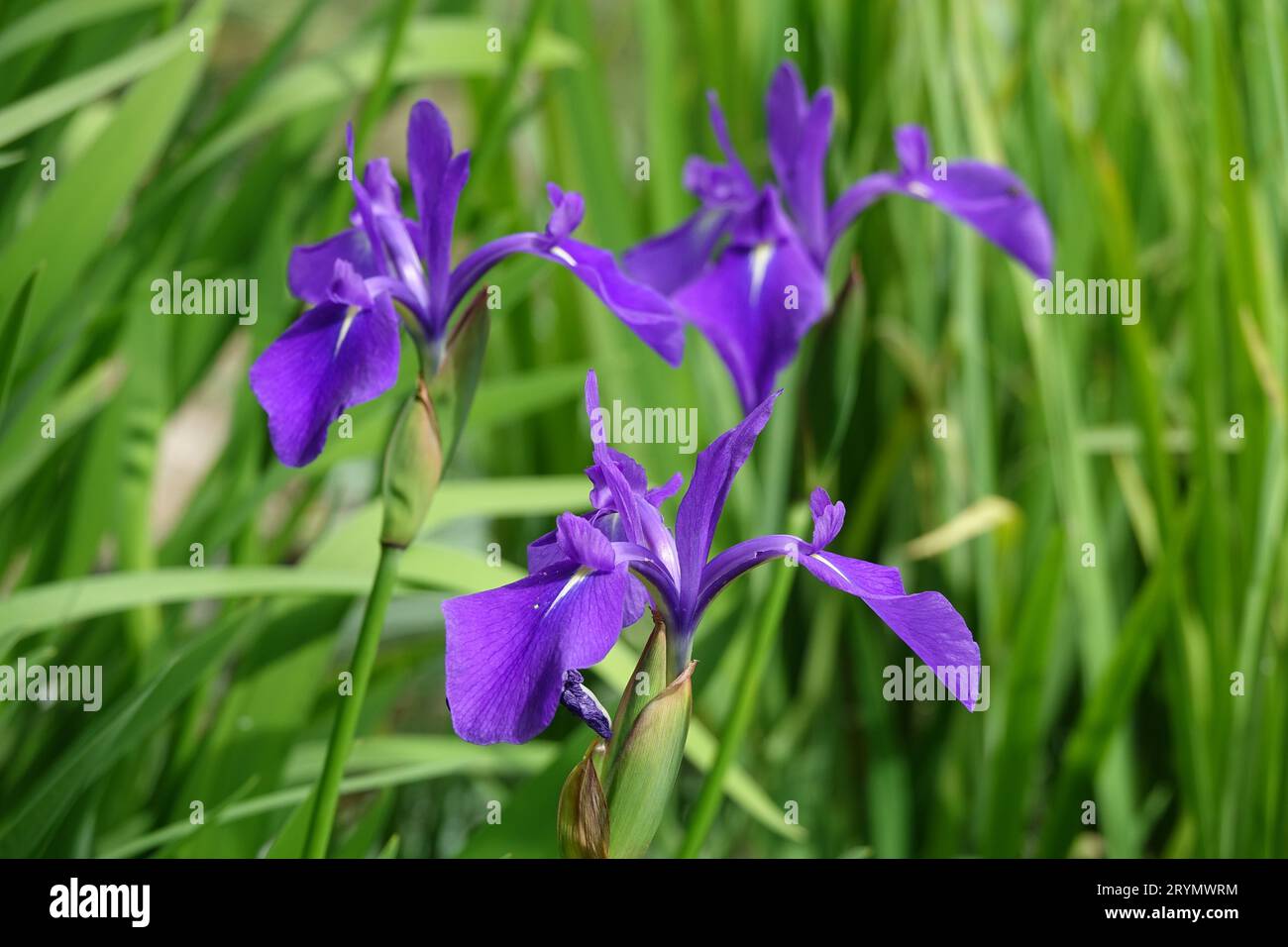 Iris laevigata, Japanese iris Stock Photo