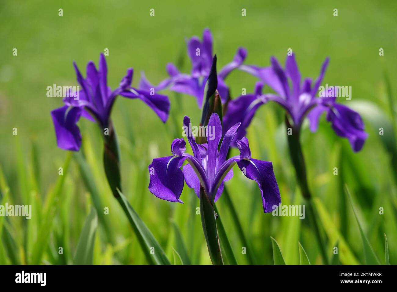 Iris laevigata, Japanese iris Stock Photo