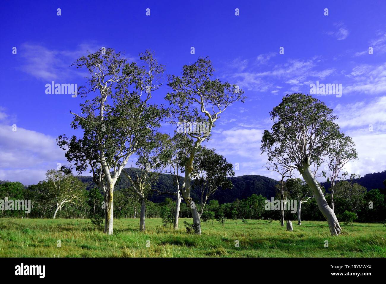 Woodland pasture with old growth eucalypts, near Mt Amos, near Cooktown, southern Cape York Peninsula, Queensland, Australia Stock Photo