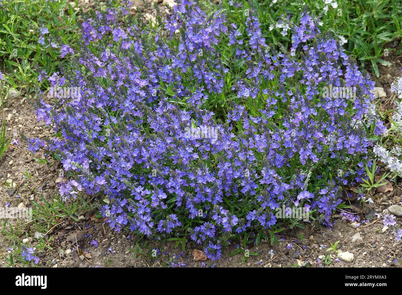 Veronica prostrata, rock speedwell Stock Photo