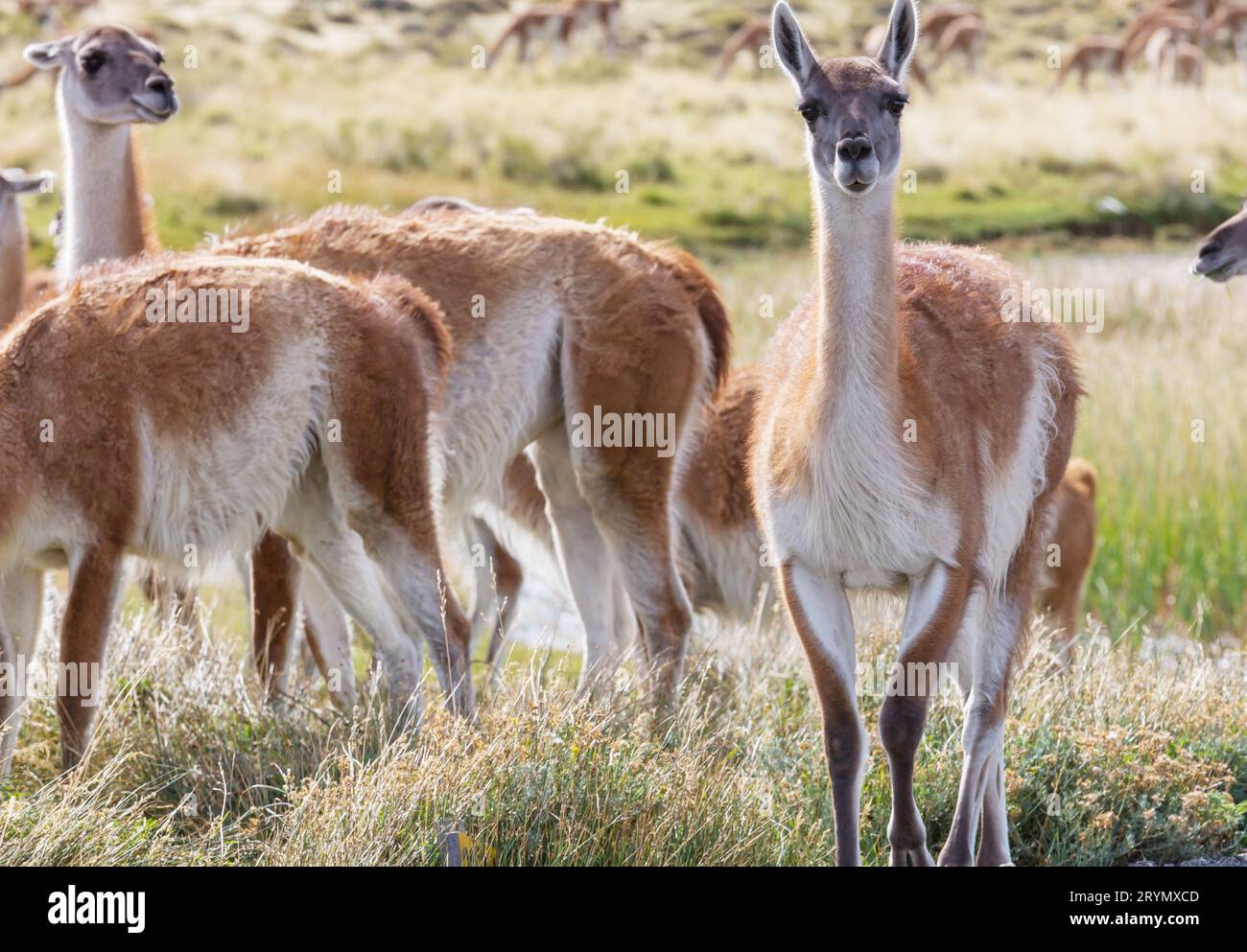Patagonia desert animals hi-res stock photography and images - Alamy