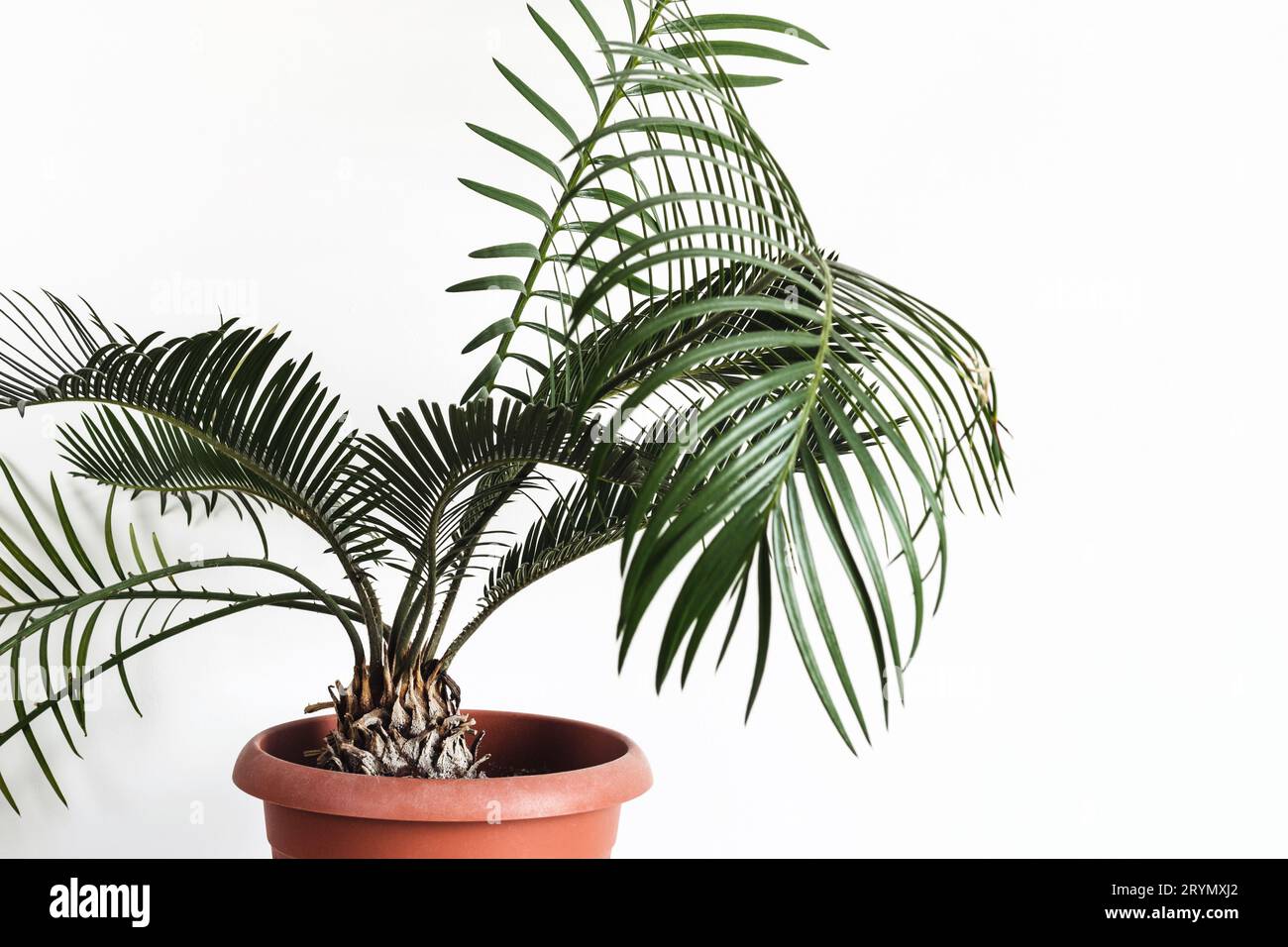 Potted plant Cycas against white wall Mock up Stock Photo