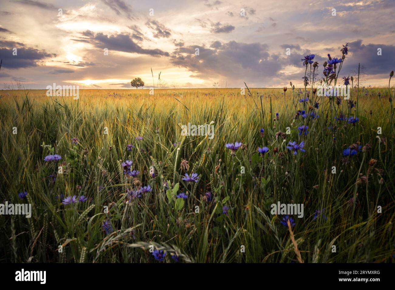 Lonely tree in field sunset hi-res stock photography and images - Alamy