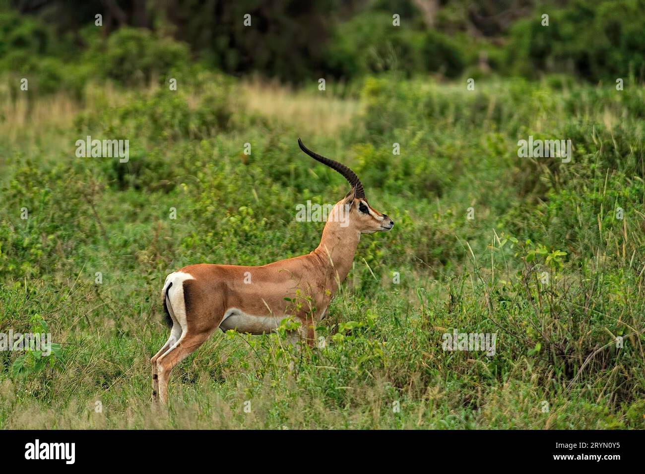 A picture of a gazelle Stock Photo