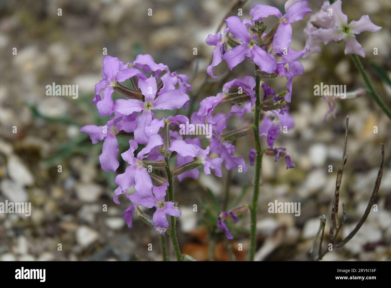 Matthiola montana, mountain stock Stock Photo