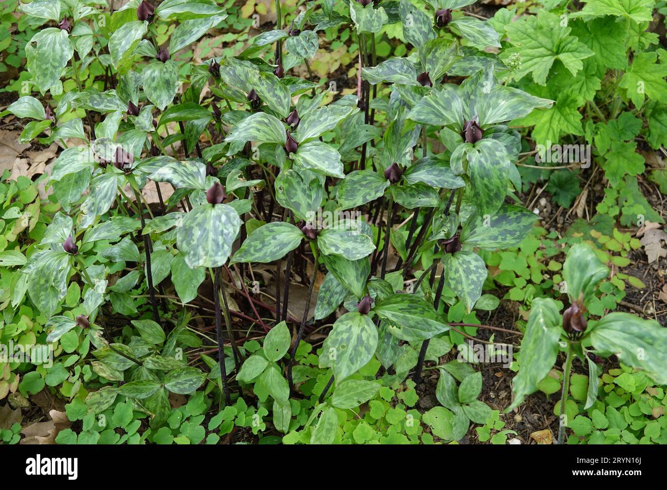Trillium recurvatum, prairie trillium Stock Photo