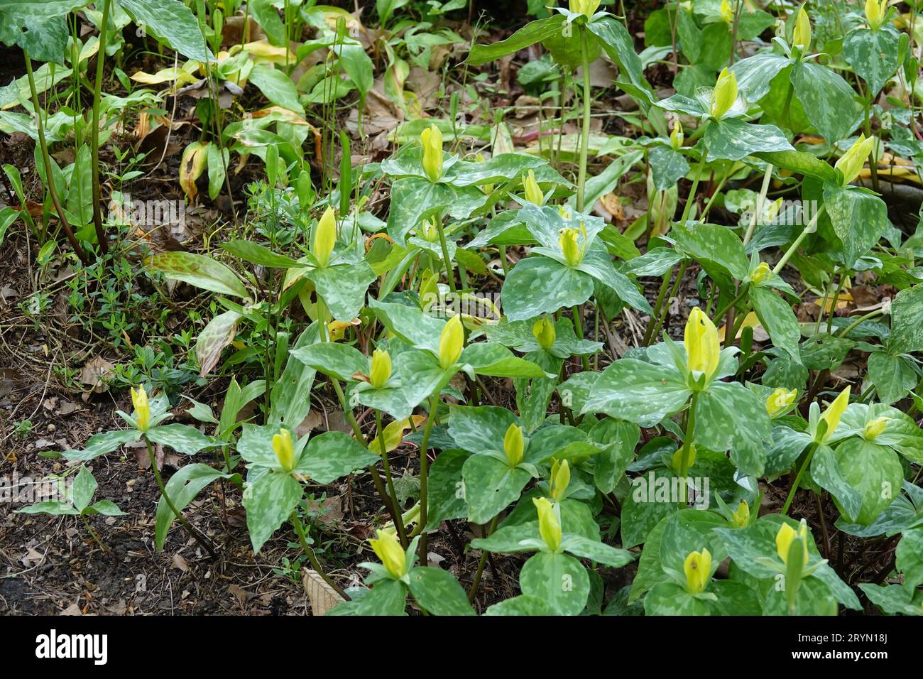 Trillium luteum, yellow woodlily Stock Photo