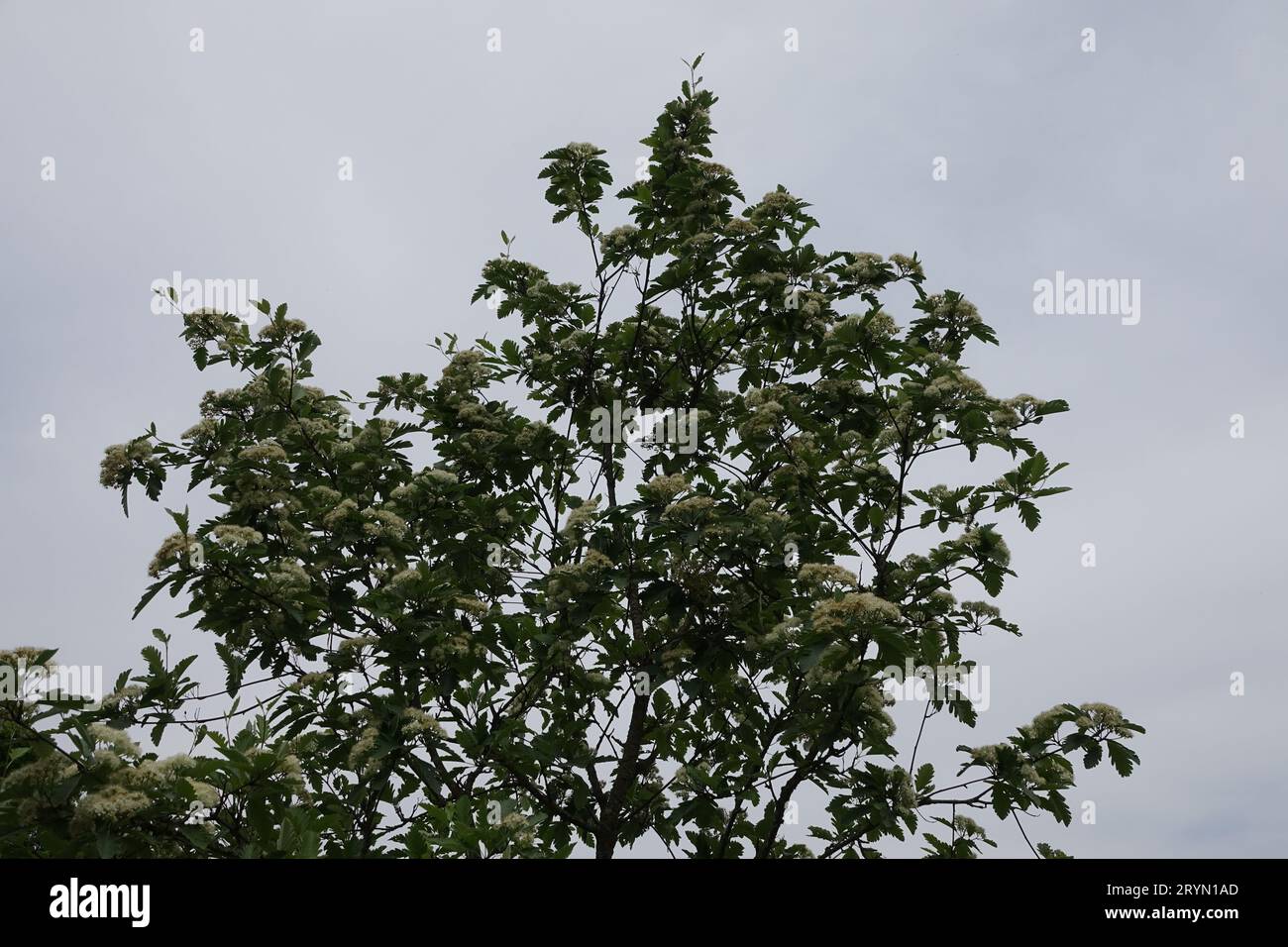 Sorbus schwarziana, Schwarz whitebeam Stock Photo