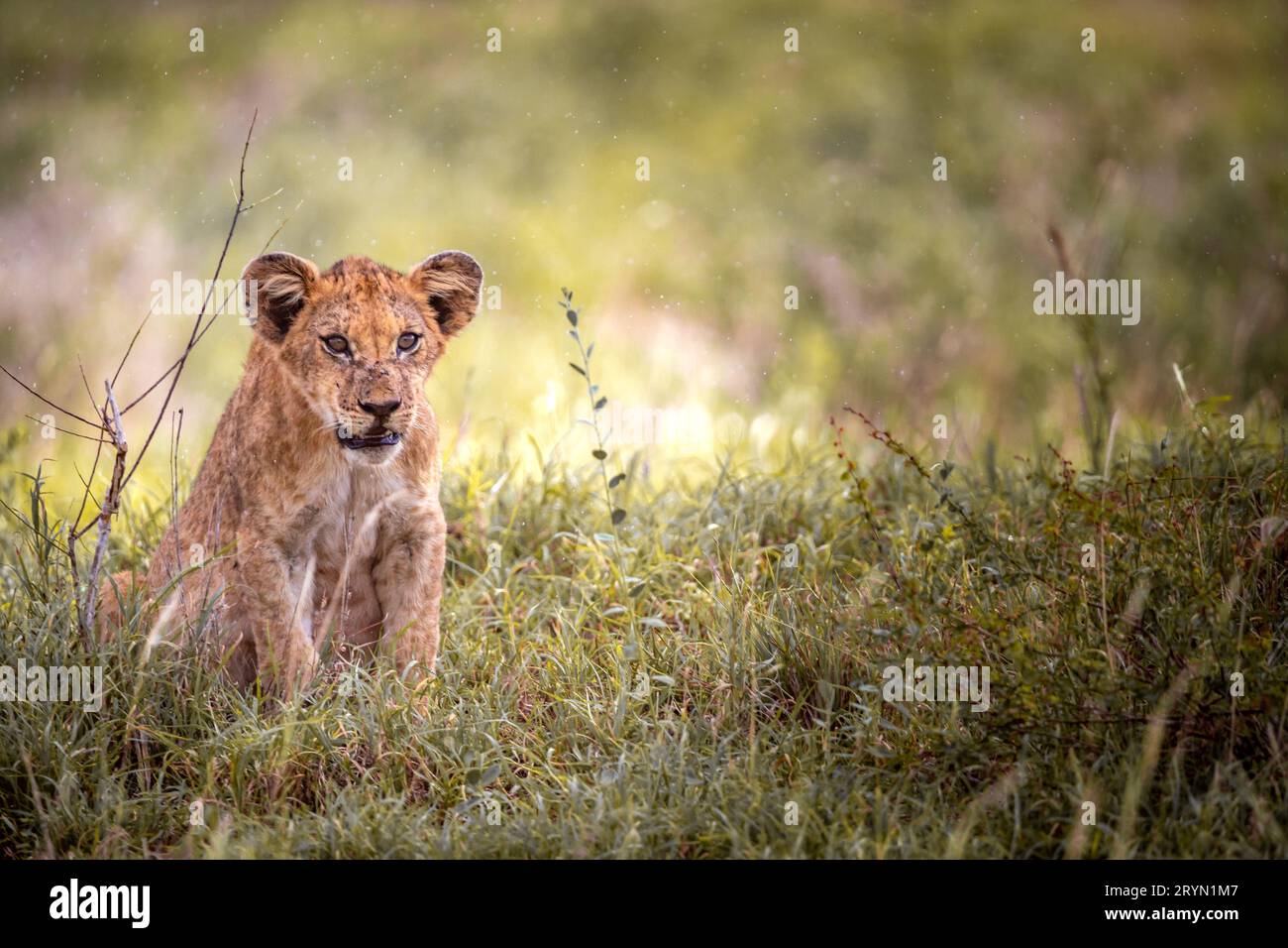 Lion cub on safari in the savannah of Africa playing in the grass Big cat Kenya Stock Photo