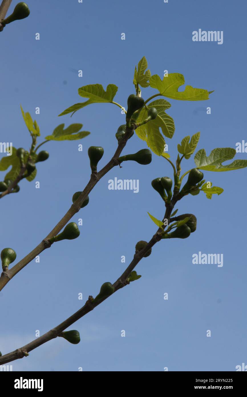 Ficus carica, Feigenbaum, fig tree, young shoots Stock Photo