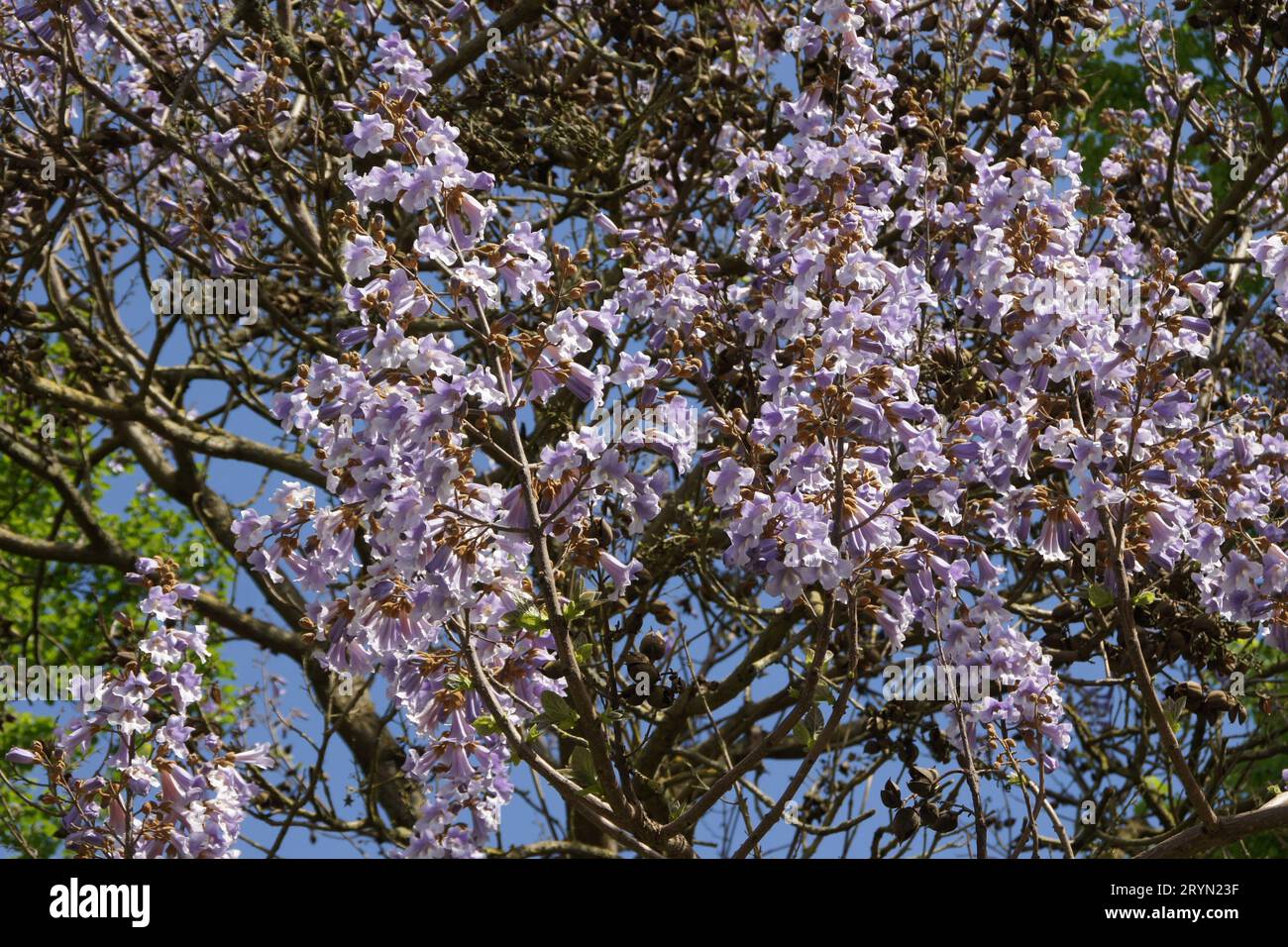 Paulownia tomentosa, empress tree Stock Photo - Alamy