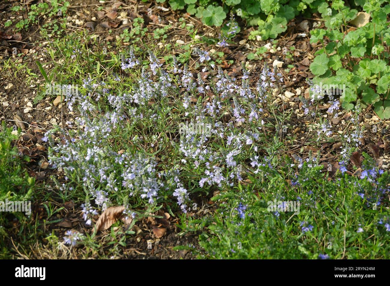 Veronica prostrata, creeping speedwell Stock Photo