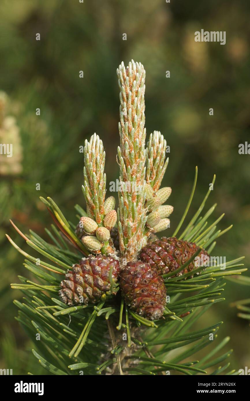 Pinus mugo, Bergkiefer, mountain pine, junge Triebe, Blueten, Zapfen, young shoots, flowers, cones Stock Photo