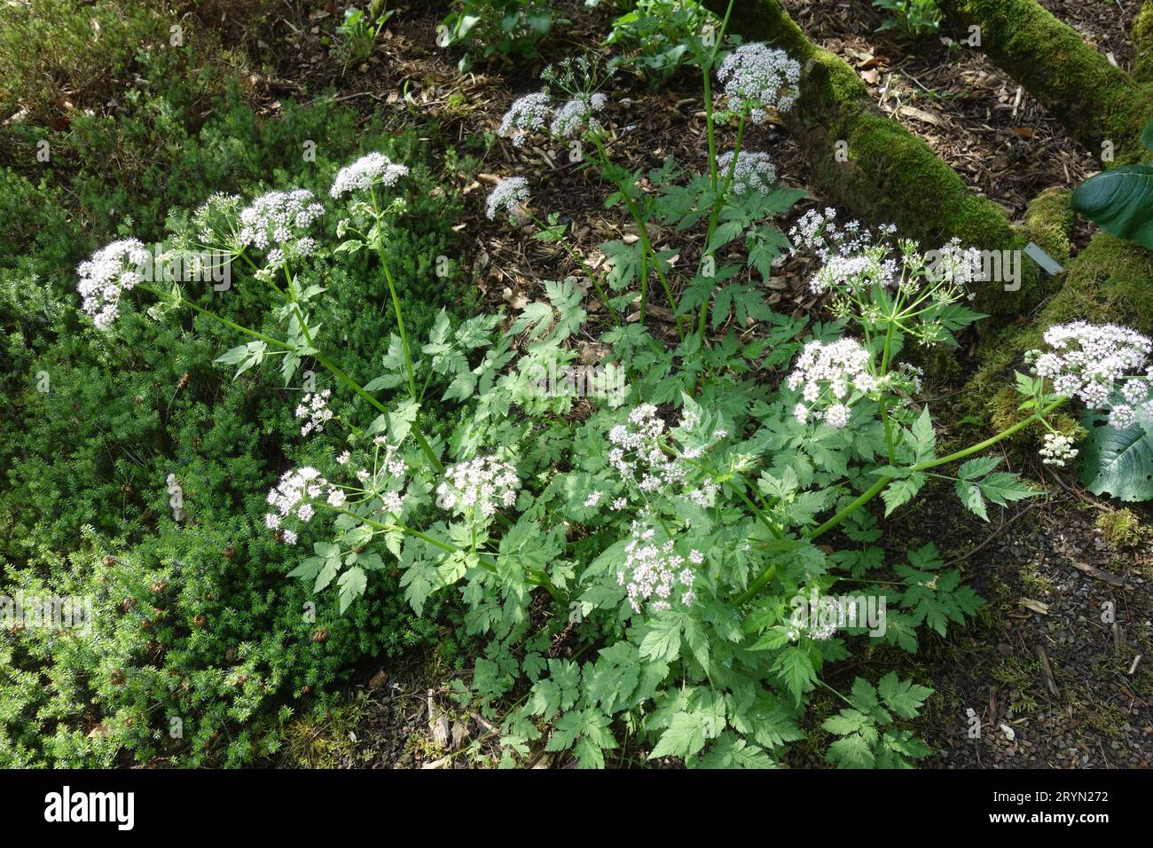 Chaerophyllum hirsutum ssp. villarsii, hairy alpine chervil Stock Photo