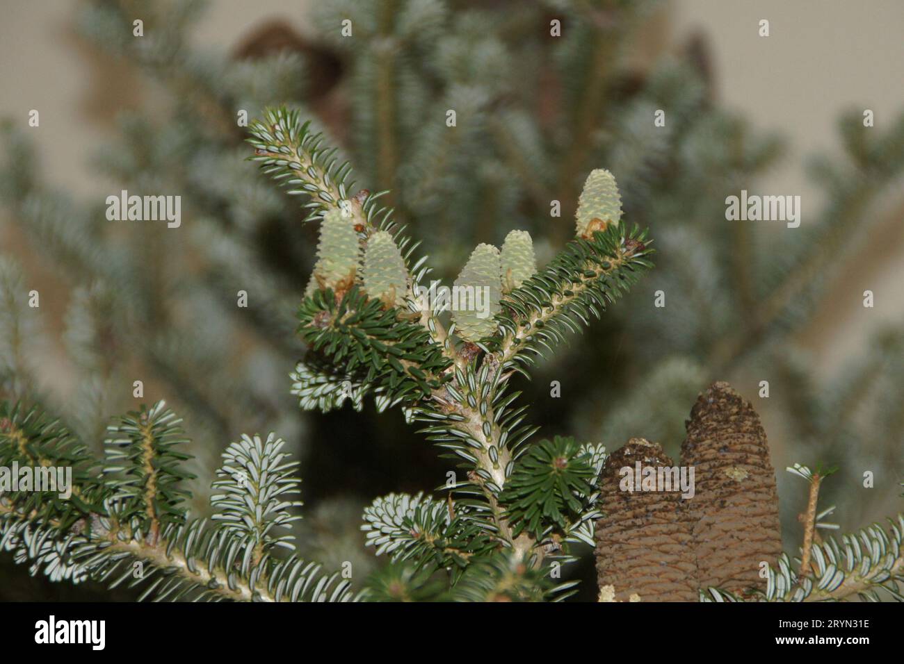 Abies koreana, Korean fir, flowers, cones, leaves Stock Photo