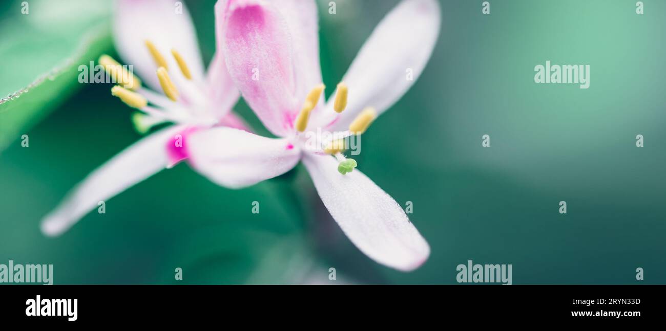 Flowering time. Macro of spring white flowers. Bright colors. Nature Springtime background, banner format Stock Photo