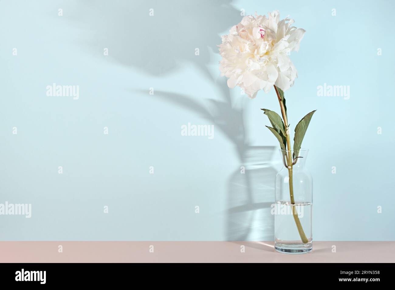 Elegant white peony flower on blue table wall background, trendy shadows Stock Photo